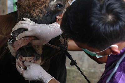 Dokter hewan melakukan pemeriksaan pada hewan ternak di Jakarta. Tempo/ Hilman Fathurrahman W