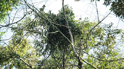 Sarang orang utan Tapanuli di ketinggian 25 meter di antara pohon rambutan dan pohon kemenyan/Tempo/ Mei Leandha
