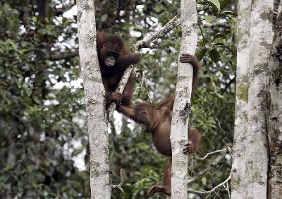 Orangutan (Pongo Pygmaeus) di Pusat Rehabilitasi dan Reintroduksi Nyaru Menteng di pinggiran Palangkaraya, Kalimantan Tengah. REUTERS/Dadang Tri
