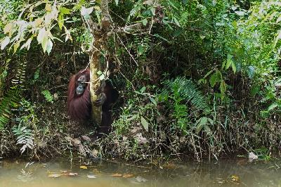 Orangutan di Borneo Orangutan Survival Foundation (BOSF) Samboja, Kutai Kertanegara, Kalimantan Timur. Foto: Aprianto 