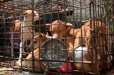 Sejumlah anjing diselamatkan sebelum dijual di rumah potong hewan di Tomohon, Sulawesi Utara, 21 Juli 2023. ANTARA/Adwit Pramono