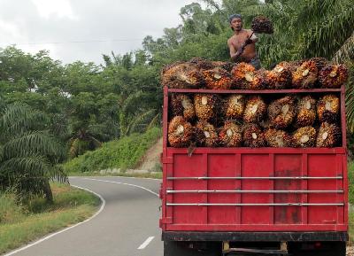 Pekerja menata tandan buah segar (TBS) kelapa sawit hasil panen di Sulawesi Barat. Dokumentasi TEMPO/STR/Fahmi Ali