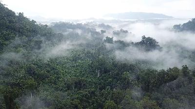 Hutan di kawasan Long Isun, Kecamatan Long Pahangai, Kabupaten Mahakam Ulu, Kalimantan Timur, 30 Juli 2023. Betahita.id/Aryo Bhawono