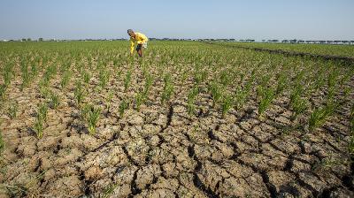 The condition of damaged rice fields due to drought in Juntinyuat, Indramayu, West Java, August 7.

Antara/Dedhez Anggara
