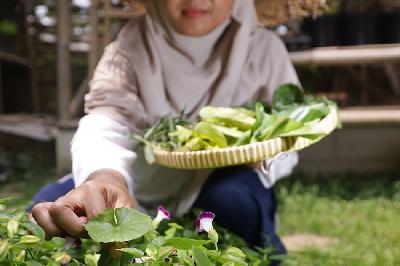 Pegiat foraging, Britania Sari, memetik pegagan yang tumbuh di kebun belakang rumahnya di Parung Panjang, Kabupaten Bogor, Jawa Barat, 24 Agustus 2023. TEMPO/ Nita Dian