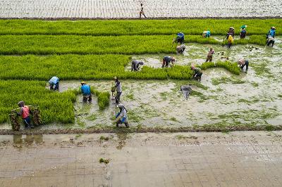 Buruh tani mengambil bibit padi untuk ditanam di persawahan di kawasan Babelan, Bekasi, Jawa Barat, 25 Juli 2023. TEMPO/Tony Hartawan