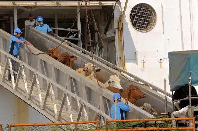 Pekerja menurunkan sapi impor di Pelabuhan Tanjung Priok, Jakarta, 2015. TEMPO/Tony Hartawan