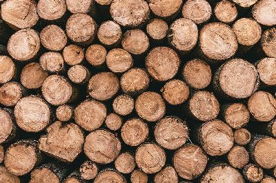 Ilustrasi kayu sebagai sumber lignin, elemen yang berpotensi menjadi bahan pengganti baja. UNSPLASH