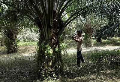 Pekerja migran Indonesia membawa tandan buah segar kelapa sawit saat panen di sebuah perkebunan di Selangor, Malaysia, 10 Juni 2022. REUTERS/Hasnoor Hussain
