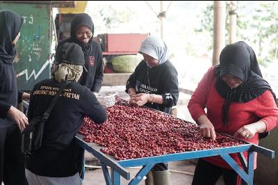 Petani perempuan di Java Halu Coffee. Dok. Java Halu Coffee