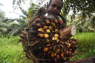 Petani memanen buah sawit di kebunnya di Desa Tibo, Kabupaten Donggala, Sulawesi Tengah, 10 September 2023. ANTARA/Mohamad Hamzah