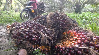 Petani memanen buah sawit di kebunnya di Desa Tibo, Kabupaten Donggala, Sulawesi Tengah, September 2023. Antara/Mohamad Hamzah