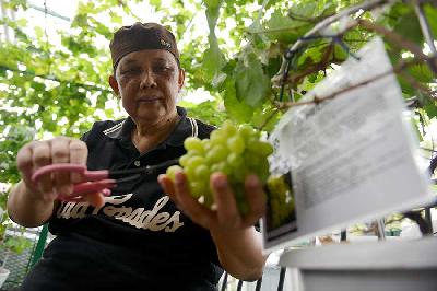 Penggiat Anggur, Heri Yanto melakukan perawatan pada tanaman anggur di rumahnya, Pondok Aren, Tangerang, Jawa Barat, 25 Oktober 2023. TEMPO/Febri Angga Palguna