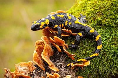 Salamander. Shutterstock