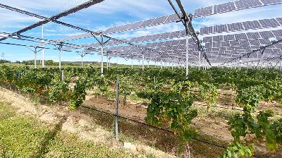 Penerapan agrivoltaik di atas kebun anggur di Tresserre, Prancis, September 2021/REUTERS/Alexandre Minguez
