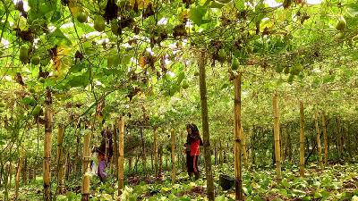 Beberapa petani sedang berkebun di lahan seluas 66 hektar di  Tanah Ulayat Nagari Sungai Kamuyang, Sumatera Barat, yang direncanakan mendapatkan sertifikat HPL dalam program pilot project Kementerian ATR/BPN, 8 November 2023/Tempo/Fachri Hamzah.