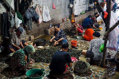 Aktivitas warga kampung nelayan mengupas kerang di Cilincing,  Jakarta. TEMPO/Magang/Martin Yogi Pardamean.
