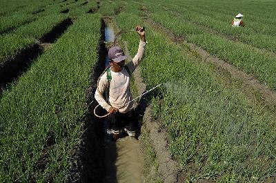 Petani menyemprotkan obat ke bawang merah yang baru ditanam di Desa Pejagan, Brebes, Jawa Tengah. TEMPO/Imam Sukamto