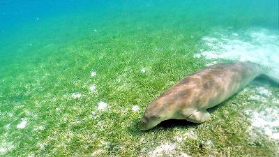 A dugong in Indonesian waters. 
DSCP Indonesia Doc.

