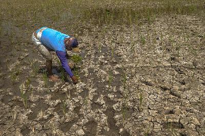 Petani tengah menanam padi di area persawahan kering di kawasan Babelan, Bekasi, Jawa barat, 5 September 2023. TEMPO/Tony Hartawan