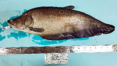 Chilata Lopis yang ditemukan di sungai Cisadane,Tangerang, Banten/Journal of Endangered Species Research