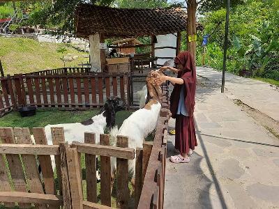 Anak-anak berinteraksi dengan kambing dan domba di Mini Zoo Jogja Exotorium, Sleman, Yogyakarta, 22 Desember 2023. TEMPO/Pito Agustin Rudiana.
