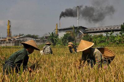 Petani memanen padi di kawasan industri Desa Tempurejo, Tempuran, Magelang, Jawa Tengah. ANTARA/Anis Efizudin
