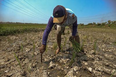 Petani menanam padi di area persawahan kering yang dialiri air memakai mesin pompa di Babelan, Bekasi, Jawa barat, 5 September 2023. TEMPO/Tony Hartawan
