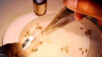 Proses pemilahan hasil identifikasi nyamuk untuk selanjutnya dibawa ke lab Diagnostik/Dok WMP
