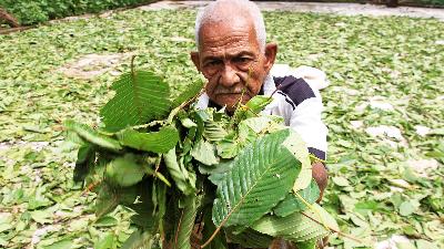 A resident displaying kratom leaves (Mitragyna speciosa) during the drying process in the Lam Balek area, West Aceh, Aceh, October 2019.
ANTARA/Syifa Yulinnas 
