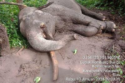 Rahman, Gajah Sumatera (Elephas maximus sumatranus) binaan Balai Taman Nasional Tesso Nilo (TNTN), ditemukan mati dengan dugaan diracun. Dok. TNTN