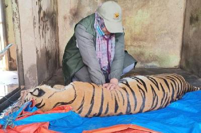 Dokter hewan memberi bantuan CPR kepada harimau di Medan Zoo, Kota Medan, Sumatera Utara. Dok. BBKSDA Sumut