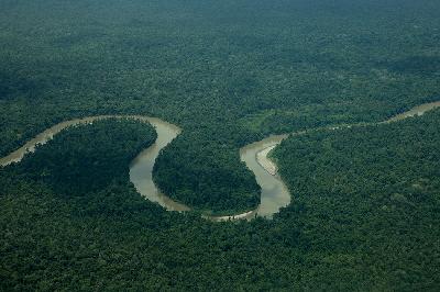 Hutan di Teluk Bintuni, Papua Barat. TEMPO/ Nita Dian