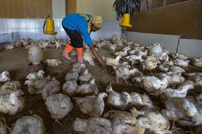 Pekerja menangkap ayam potong di sebuah agen di kawasan Kalimalang, Jakarta, 26 Juni 2023. Tempo/Tony Hartawan