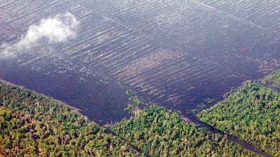 Pemandangan lahan gambut yang berbatasan langsung dengan hutan hujan tropis di Riau, November 2009. REUTERS/Beawiharta 