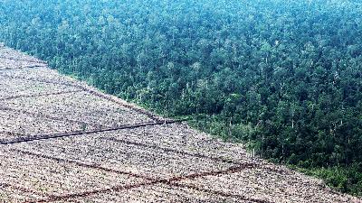 A view of deforestation in Sumatra, August 5, 2010. 
REUTERS/Beawiharta
