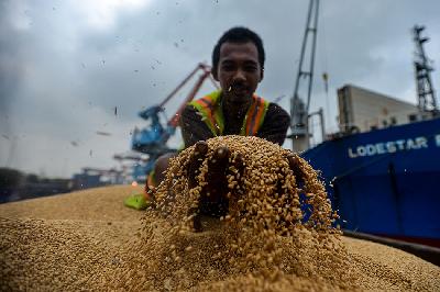 Pekerja menunjukan gandum impor saat bongkar muat di dermaga Pelabuhan Tanjung Priok, Jakarta. TEMPO/Tony Hartawan