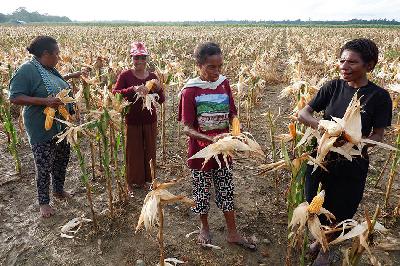 Petani memetik jagung saat panen perdana di kawasan lumbung pangan (food estate) Kampung Wambes, Distrik Mannem, Keerom, Papua, 6 Juli 2023. ANTARA/Sakti Karuru
