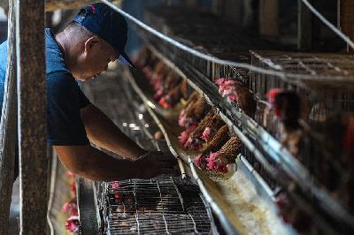 Ternak ayam petelur memakan pakan di perternakan ayam di Parigi, Tangerang Selatan. TEMPO/Tony Hartawan