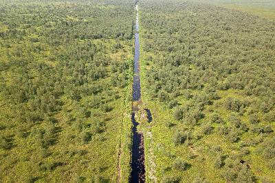 Hutan Lindung Gambut (HLG) Sungai Londerang (kiri) yang ditumbuhi tanaman akasia dan kawasan hutan konsesi PT Wirakarya Sakti (WKS) (kanan) di Muara Sabak Barat, Jambi, 19 April 2022. ANTARA/Wahdi Septiawan
