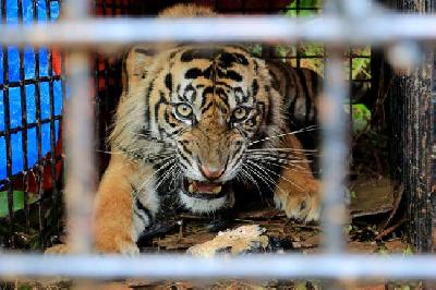 Harimau Sumatera liar berada di dalam kandang jebak (Box Trap) di kawasan Desa Lhok Bengkuang, Aceh Selatan, Aceh, 25 Juli 2022. ANTARA /Syifa Yulinnas