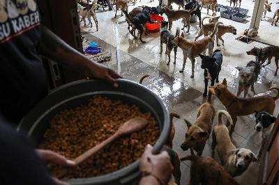 Anggota Animals Hope Shelter Indonesia menyiapkan makanan untuk anjing yang diselamatkan dari kasus penyelundupan di Semarang, Jawa Tengah, 10 Januari 2024. ANTARA/Makna Zaezar