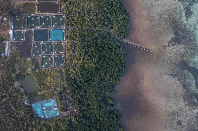 Foto udara tambak udang vaname intensif di sekitar area hutan mangrove tepi pantai Desa Kemujan, Karimunjawa, Jepara, Jawa Tengah, 18 September 2023. ANTARA/Aji Styawan