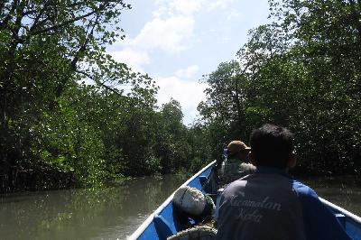 Suasana hutan mangrove di Pulau Mengkubung, Kecamatan Belinyu, Kabupaten Bangka, 15 Januari 2024. TV TEMPOAlfan Noviar