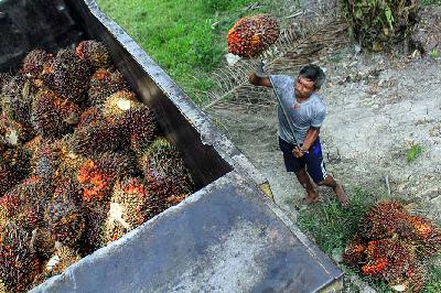 Pekerja mengangkut tandan buah kelapa sawit ke dalam truk di kawasan Deli Serdang, Sumatera Utara, 17 Februari 2024. ANTARA/Yudi