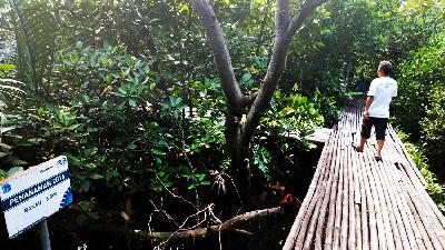 Kawasan mangrove Muara Angke yang dikelola oleh Ecomarine Tourism Mangrove (KOMMA) di Kelurahan Pluit, Kecamatan Penjaringan, Jakarta Utara,  21 Februari 2024/Tempo/Irsyan Hasyim