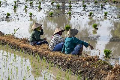 Sejumlah petani duduk di pematang sawah sebelum menanam padi di daerah persawahan Desa Batujai, Kecamatan Praya Barat, Praya, Lombok Tengah, NTB, 25 Januari 2024. ANTARA/Ahmad Subaidi