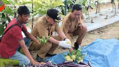 Saat ini, Anang Syakhfiani menyebutkan Kabupaten Tabalong menyuplai 1,5 sampai 2,5 ton per hari tanaman
hortikultura mulai dari terong, cabai dan sayuran lain ke Provinsi Kalimantan Timur.
