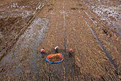 Petani memanen tanaman padi yang rusak setelah terendam banjir di Desa Cangkring, Karanganyar, Demak, Jawa Tengah, 23 Februari 2024. ANTARA/Aji Styawan