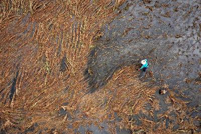 Petani memanen tanaman padi yang rusak setelah terendam banjir lebih dari sepuluh hari di Karanganyar, Demak, Jawa Tengah, 23 Februari 2024.  ANTARA/Aji Styawan